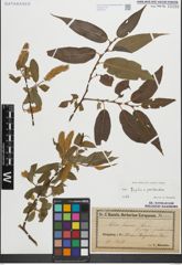 Foto von Salix fragilis L. x Salix pentandra L.